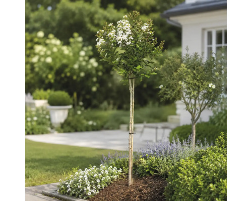 Weiß blühende Lagerstroemia als Hochstamm, gepflanzt in einem hellen, organisierten Garten mit Lavendel und Mulch.