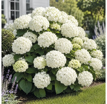 Weiße Hortensie im Garten, blühender Strauch mit großen Blütenbällen und grünem Laub.
