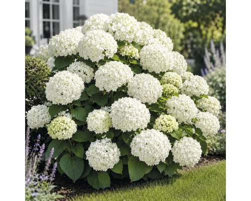 Weiße Hortensie im Garten, blühender Strauch mit großen Blütenbällen und grünem Laub.