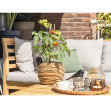 Helle, organisierte Gartenterrasse mit einer Tomatenpflanze in einem geflochtenen Topf auf einem Holztisch und Gartenmöbeln im Hintergrund.