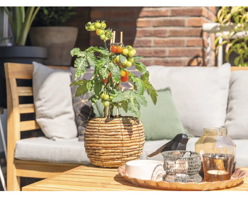 Helle, organisierte Gartenterrasse mit einer Tomatenpflanze in einem geflochtenen Topf auf einem Holztisch und Gartenmöbeln im Hintergrund.