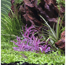 Aquarium mit violetter Wasserpflanze, grünem Bodendecker und dunklem Lavastein.