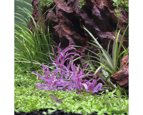 Aquarium mit violetter Wasserpflanze, grünem Bodendecker und dunklem Lavastein.
