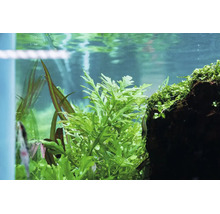 Nahaufnahme eines bepflanzten Aquariums mit verschiedenen grünen Wasserpflanzen und einem dunklen Stein in klarem Wasser.
