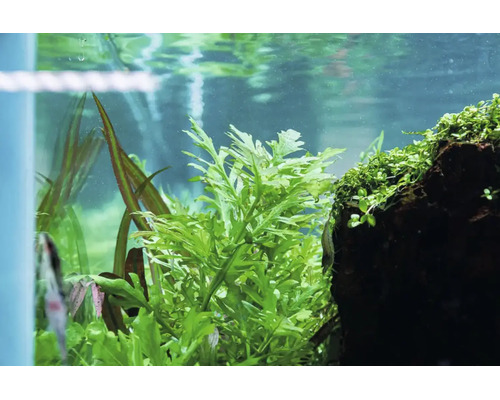 Nahaufnahme eines bepflanzten Aquariums mit verschiedenen grünen Wasserpflanzen und einem dunklen Stein in klarem Wasser.