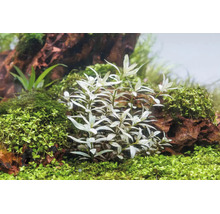 Aquascape mit einer hellen Wasserpflanze im Zentrum, umgeben von grünem Moos und dunklen Steinen in einer organischen Anordnung.