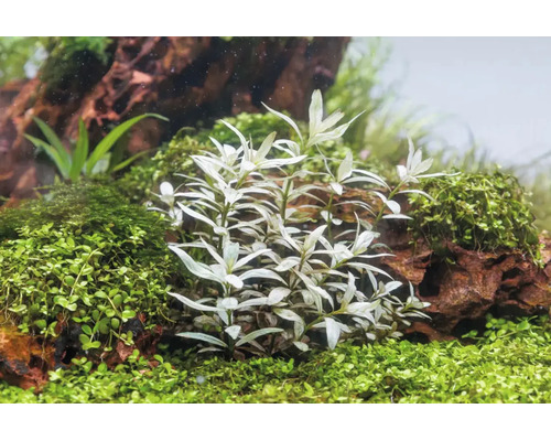 Aquascape mit einer hellen Wasserpflanze im Zentrum, umgeben von grünem Moos und dunklen Steinen in einer organischen Anordnung.