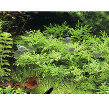 Indischer Wasserstern Hygrophila difformis im Aquarium mit Beilbauchfischen.