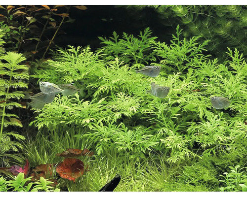 Indischer Wasserstern Hygrophila difformis im Aquarium mit Beilbauchfischen.