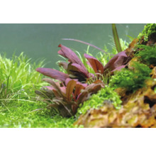 Aquarienpflanzen in einer Aquascaping-Landschaft mit roten Blättern, Moos auf einem Stein und grünen Bodendeckern.