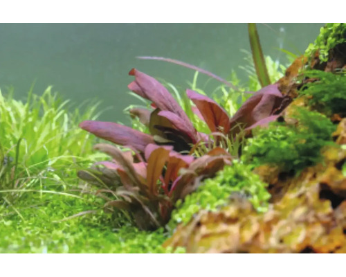 Aquarienpflanzen in einer Aquascaping-Landschaft mit roten Blättern, Moos auf einem Stein und grünen Bodendeckern.