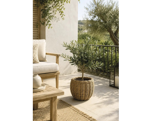 Kleiner Olivenbaum in einem geflochtenen Übertopf auf einer hellen Terrasse mit Holz-Gartenmöbeln.
