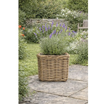 Lavendelpflanze mit violetten Blüten in einem quadratischen Weidenkorb auf einem gepflasterten Gartenweg.
