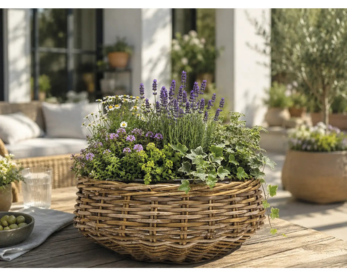 Geflochtener Pflanzkorb aus Weide mit Lavendel, Efeu und weißen Blumen auf Holztisch auf heller, organisierter Terrasse mit Gartenmöbeln.