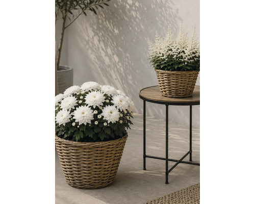 Weiße Chrysanthemen und Astilben in geflochtenen Körben auf einem runden Beistelltisch und auf dem Boden in einer hellen Umgebung.