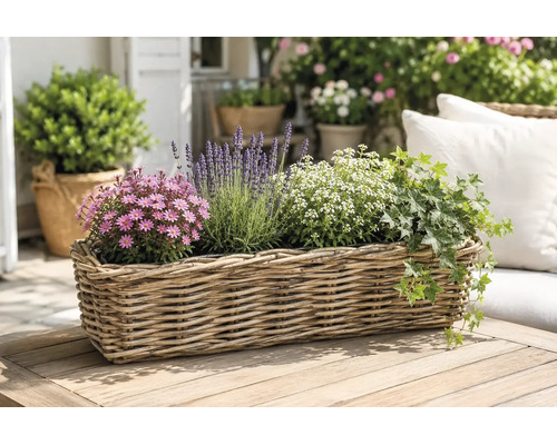 Rechteckiger Pflanzkorb aus Weide auf einem Holztisch, bepflanzt mit Lavendel, Efeu und Blumen auf einer hellen Terrasse.