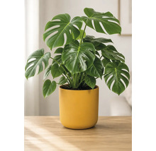 Monstera Deliciosa Zimmerpflanze mit großen, grünen Blättern in einem gelben Übertopf auf einem Holztisch in einem hellen Raum.