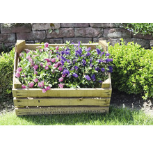 Strauchveronika (Hebe) mit rosa und violetten Blüten in einer rustikalen Holzkiste auf Rasen vor einer Steinmauer im Garten.