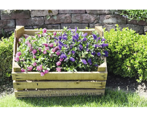 Strauchveronika (Hebe) mit rosa und violetten Blüten in einer rustikalen Holzkiste auf Rasen vor einer Steinmauer im Garten.