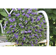 Strauchveronika Hebe mit violetten Blütenständen und grünen Blättern auf einer weißen Gartenbank aus Metall.