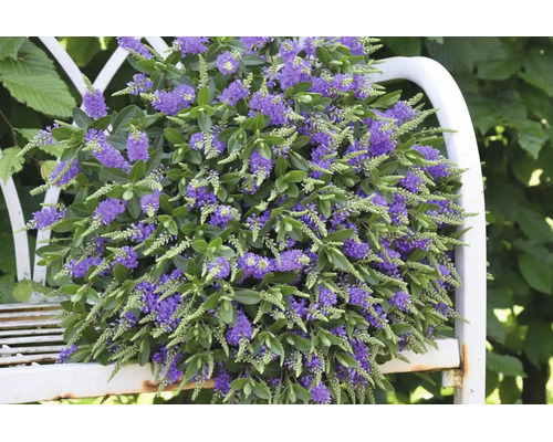 Strauchveronika Hebe mit violetten Blütenständen und grünen Blättern auf einer weißen Gartenbank aus Metall.