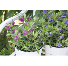 Zwei Hebe-Pflanzen mit violetten Blüten in weißen Töpfen in einer hellen Gartenumgebung.