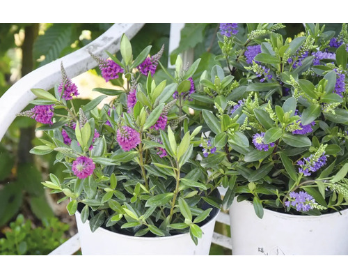 Zwei Hebe-Pflanzen mit violetten Blüten in weißen Töpfen in einer hellen Gartenumgebung.