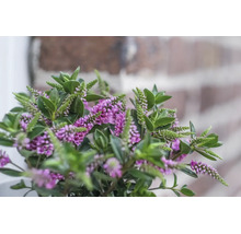 Strauchveronika Hebe mit violetten Blüten und grünen Blättern vor einer Mauer.
