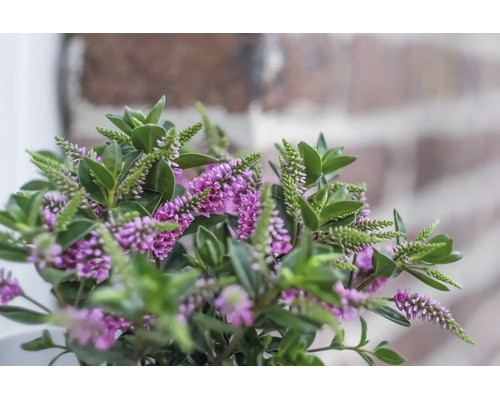 Strauchveronika Hebe mit violetten Blüten und grünen Blättern vor einer Mauer.