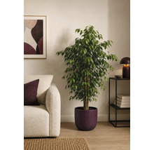 Große Birkenfeige in einem runden Pflanztopf in einem hellen, modern eingerichteten Wohnzimmer neben einem Sofa und einem Beistelltisch.