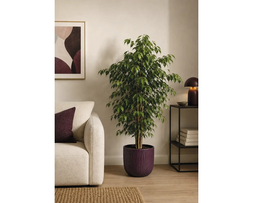 Große Birkenfeige in einem runden Pflanztopf in einem hellen, modern eingerichteten Wohnzimmer neben einem Sofa und einem Beistelltisch.