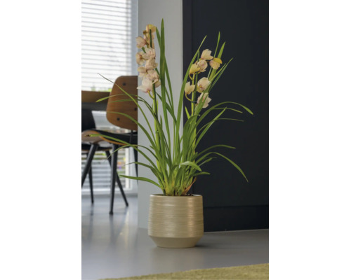 Cymbidium Orchidee mit cremefarbenen Blüten in einem beigen, strukturierten Übertopf in einer modernen Wohnumgebung.