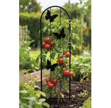 Rankhilfe aus Metall in Schwarz mit Schmetterlingen, bogenförmig, im Garten mit einer Tomatenpflanze eingesetzt.