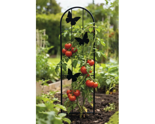 Rankhilfe aus Metall in Schwarz mit Schmetterlingen, bogenförmig, im Garten mit einer Tomatenpflanze eingesetzt.