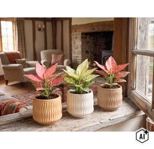 Drei Aglaonema-Zimmerpflanzen in strukturierten Keramiktöpfen auf einer rustikalen Holzfensterbank. (Image AI modified or generated)