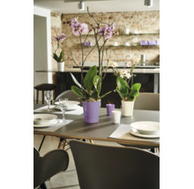 Esszimmertisch dekoriert mit Orchideen in Pflanzentöpfen und Kerzen vor einer offenen Küche mit Ziegelwand.