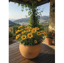 Gelbe Margeriten in einem runden Tontopf auf einem Holztisch vor einer mediterranen Terrasse mit Blick auf eine Bucht und Berge.