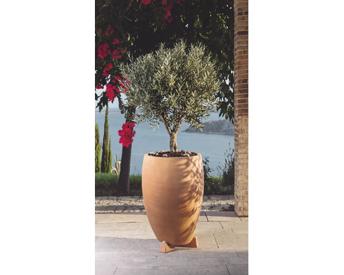 Ein Olivenbaum in einem großen, bauchigen Pflanzgefäß aus Ton steht auf einer Terrasse mit Meerblick.