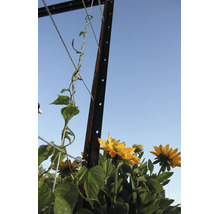Metall Rankhilfe Pfosten mit Rankseilen und blühenden gelben Sonnenblumen im Garten.