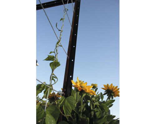 Metall Rankhilfe Pfosten mit Rankseilen und blühenden gelben Sonnenblumen im Garten.