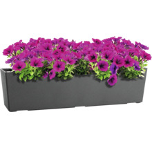 Rechteckiger Blumenkasten aus Kunststoff bepflanzt mit violetten Petunien