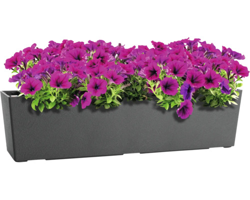 Rechteckiger Blumenkasten aus Kunststoff bepflanzt mit violetten Petunien
