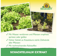 Neudorff Schachtelhalm Extrakt mit Kieselsäure zur Stärkung von Pflanzen, mit Anwendungshinweisen und Produktfotos von Salat im Garten.
