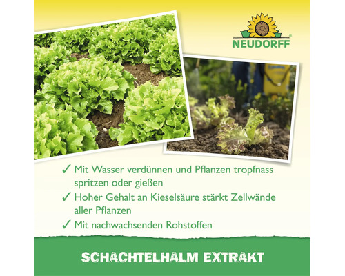 Neudorff Schachtelhalm Extrakt mit Kieselsäure zur Stärkung von Pflanzen, mit Anwendungshinweisen und Produktfotos von Salat im Garten.