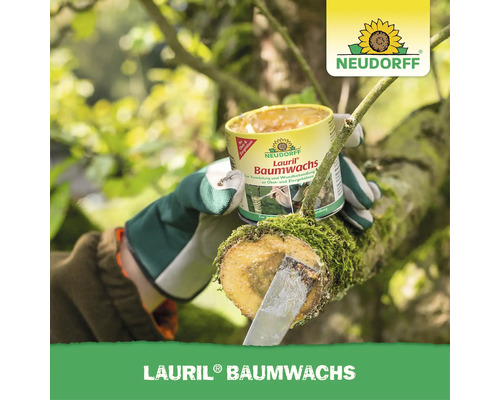 Eine Person trägt Neudorff Lauril Baumwachs mit einem Spachtel auf eine Wundstelle an einem Baumast auf.