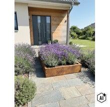 Rechteckiges Hochbeet aus Cortenstahl gefüllt mit blühendem Lavendel vor einem modernen Wohnhaus mit Holzfassade und Natursteinpflaster. (Image AI modified or generated)