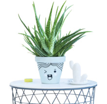 Aloe Vera Pflanze in einem Blumentopf mit aufgemaltem Gesicht auf einem runden Drahttisch.