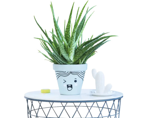 Aloe Vera Pflanze in einem Blumentopf mit aufgemaltem Gesicht auf einem runden Drahttisch.