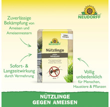 Neudorff Nuetzlinge gegen Ameisen Packung mit Informationen zu Wirksamkeit und Anwendung gegen Ameisen im Garten und auf Wegen.