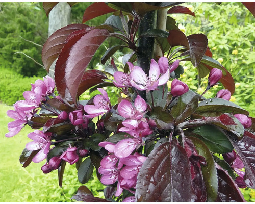 Blühender Zierapfel Baum mit dunklen Blättern und rosa Blüten im Garten